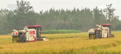 机械化帮力秋粮加快归仓 各地加速农业出产共绘
